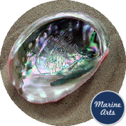 8539 - Polished Red Abalone  16cm